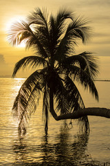 Palm tree silhouette at sunset on tropical beach, island Koh Phangan, Thailand