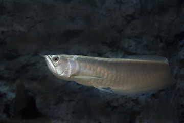 arowana