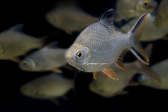 Barbodes gonionotus