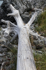 Old dead tree on the beach near Haines Alaska
