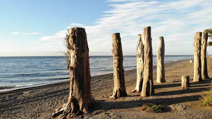 trees on the beach spain
