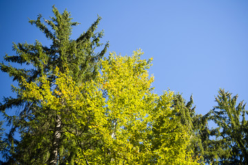 Laubbaum - Nadelbaum