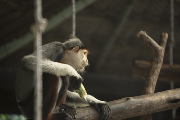 Obraz premium Red-shanked Douc Langur