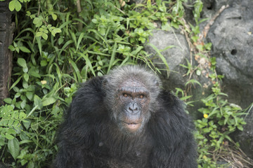 Fototapeta premium Chimpanzee in zoo