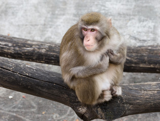 Japantse macague. Japanese macaques live in the northernmost regions of Japan, usually there is snow for four consecutive months. The macaques have thick and warm fur