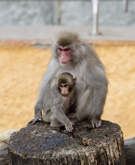 Japanese macaque. Mother with a baby. Japanese macaques live in the northernmost regions of Japan, usually there is snow for four consecutive months. 