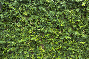 green leaf, tiny green leaf, natural green background