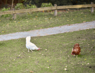 chicken searcing for food in publick park, during autumn season.