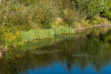 Fototapeta na wymiar Reeds on the bank of Dalmadilly Quarry.