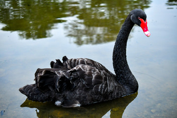 Naklejka premium Black wild swan