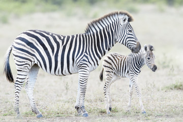 Fototapeta na wymiar Plains zebra (Equus quagga) mother and foal on savanna, Kruger National Park, South Africa