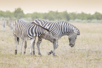 Fototapeta na wymiar Burchell's zebra or Plains zebra (Equus quagga), quarreling together on savanna, Kruger National Park, South Africa