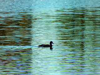 duck in water