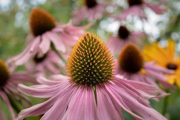 Prickly Flower