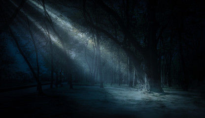 Dark forest, rays of sunlight through the trees, a magical forest