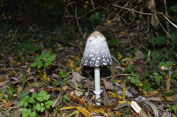Großer Tintling (Coprinus sensu lato) am Waldrand