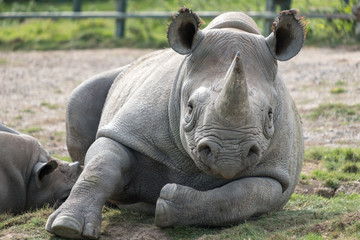 ast African black rhinoceros looking straight to camera. Photographed at Port Lympne Safai Park near Ashford Kent UK.