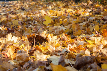 autumn leaves