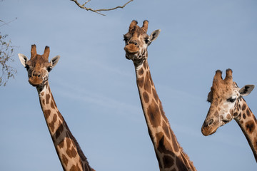 Naklejka premium Head and neck of three giraffes, photographed against clear blue sky at Port Lympne Safari Park near Ashford, Kent, UK