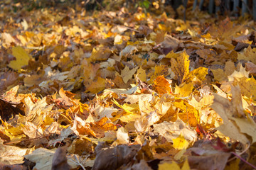 autumn leaves on the ground