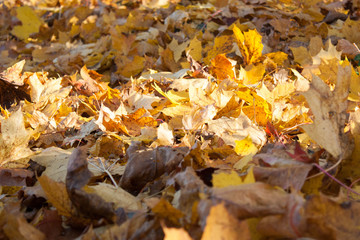 autumn leaves background