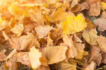 yellow fallen leaves on grass