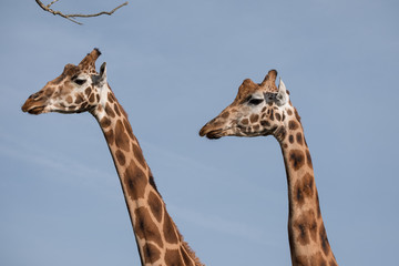 Head and neck of two giraffes, photographed in Port Lympne Safari Park at Ashford, Kent, UK