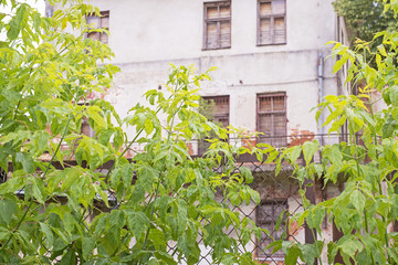 Abandoned house behind the mesh fence and big green plants