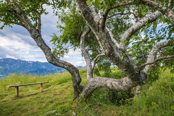 Fototapeta na wymiar Beautiful alpine park with bench and birch tree