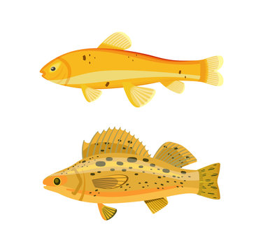 Yellow Fish Types Zebra Set Vector Illustration