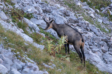 chamois looking  for grass in the mountains