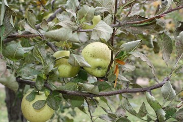fall, autumn, apples, orchard, red, gold, golden, leaves, pumpkins, orange