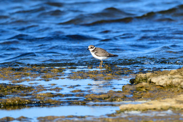 Sandregenpfeifer an der Ostsee