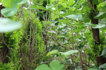 Shrub