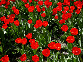 Цветущие красивые красные тюльпаны.