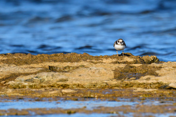 Sandregenpfeifer an der Ostsee
