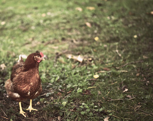 chicken searcing for food in publick park, during autumn season.