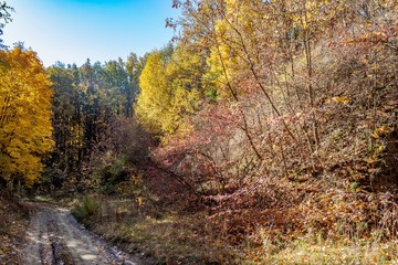 Golden autumn in the forest.
