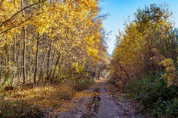 Naklejka na ściany i meble Golden autumn in the forest.