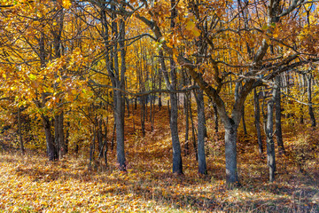Golden autumn in the forest.