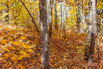 Golden autumn in the forest.