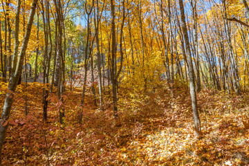 Golden autumn in the forest.