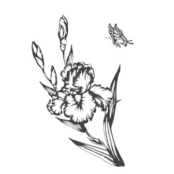 Blossoming irises flowers on white. Vector illustration.