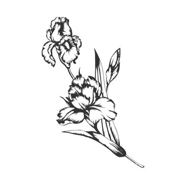 Blossoming irises flowers on white. Vector illustration.
