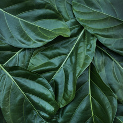 Leaf, leaves texture background. nature tropical concept