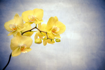 The branch of yellow orchids on white fabric background 