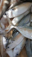 Obraz premium Fresh mackerel