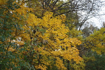 fall, autumn, apples, orchard, red, gold, golden, leaves, pumpkins, orange