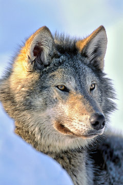 Timber Wolf in winter, watching