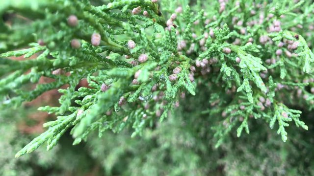 Macro view: Young shoots of pine and juicy greens needles. Cones small Christmas tree, a young fir green needles. A light spring wind shakes the branches of tree. Coniferous branch close up sunlight.